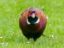 Pheasant - Bażant